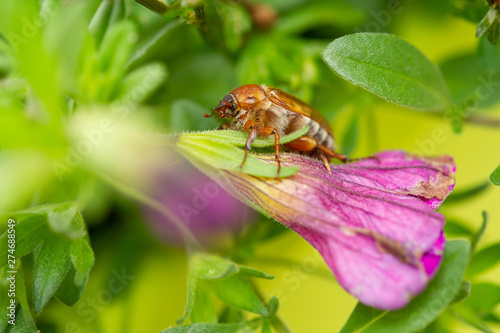 Summer chafer in green leaves. European june beetle on flower. Amphimallon solstitiale.