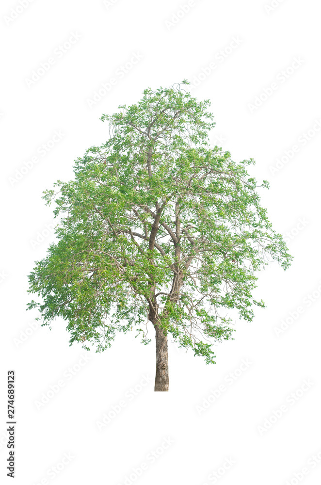 Obraz premium a tree beautiful green leaves and branch isolated on white background cut out with clipping path.