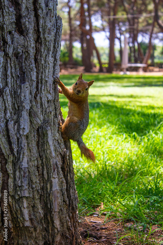 A small red squirrel on a tree trunk against the green grass.Close up.