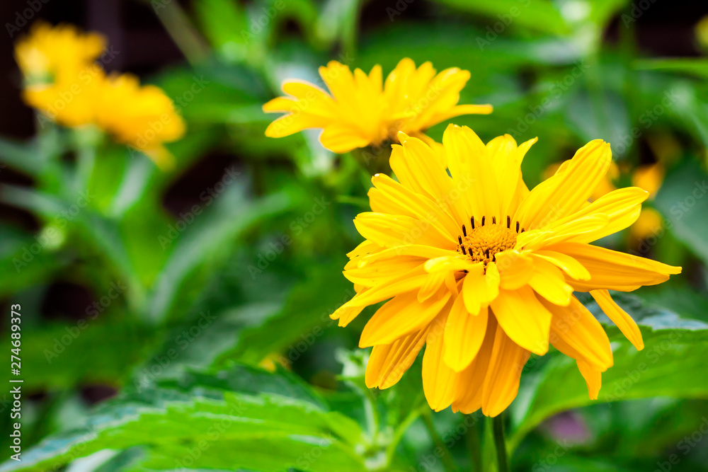 Heliopsis flowers closeup in sunny summer day