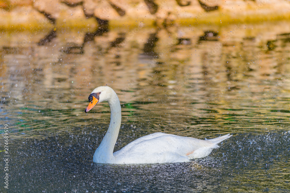 Beautiful white swan on a pond in the park of Maria Louise. Seville. Andalusia. Spain Beautiful white swan on a pond in the park of Maria Louise. Seville. Andalusia. Spain