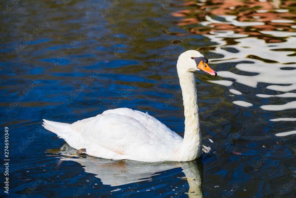 Naklejka premium Beautiful white swan on a pond in the park of Maria Louise. Seville. Andalusia. Spain