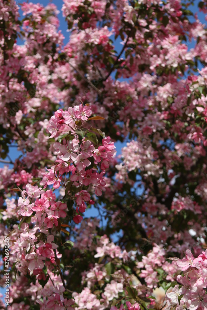 Pink flowers in the garden