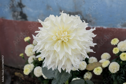 White Guldavari Flower plant, a herbaceous perennial plants. It is a sun loving plant Blooms in early spring to late summer. A very popular flower for gardens and bouquets. Copy space room for text. photo