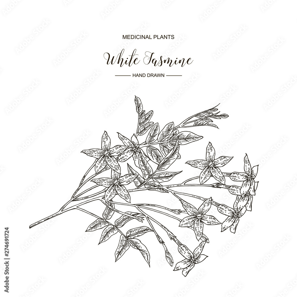 White jasmine. Jasminum officinale flowers and leaves isolated on white