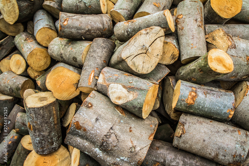 Woodpile of beech tree trunks, waiting to be chopped for firewood Woodpile of beech tree trunks, waiting to be chopped for firewood