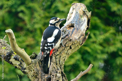 Buntspecht bei der Futtersuche photo