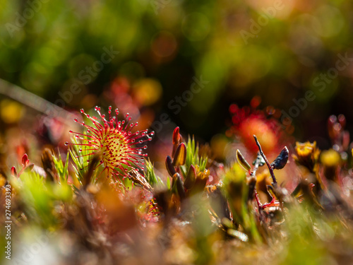 Rundblättriger Sonnentau (Drosera rotundifolia)
