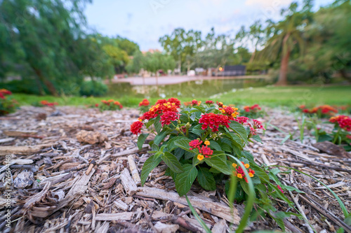 Red flowers in the park photo