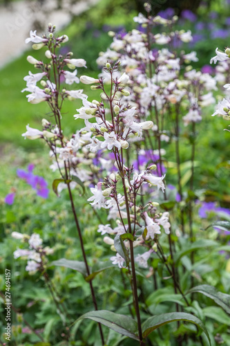 Penstemon digitalis  Husker Red  in voller Bl  te in einem Staudenbeet