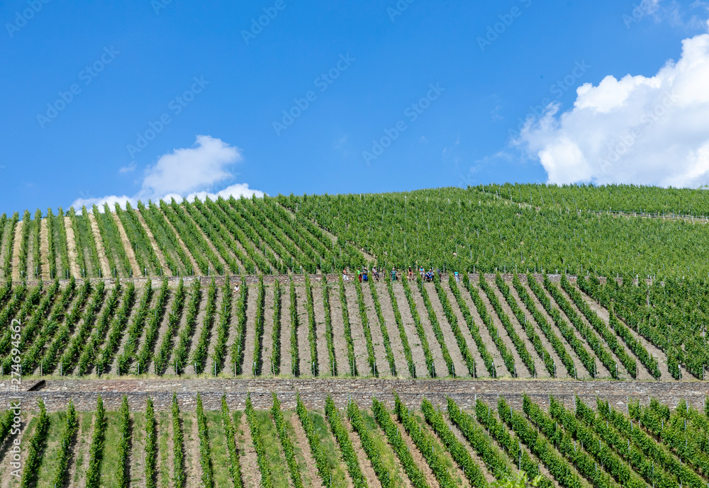 green vineyard in the Rheingau