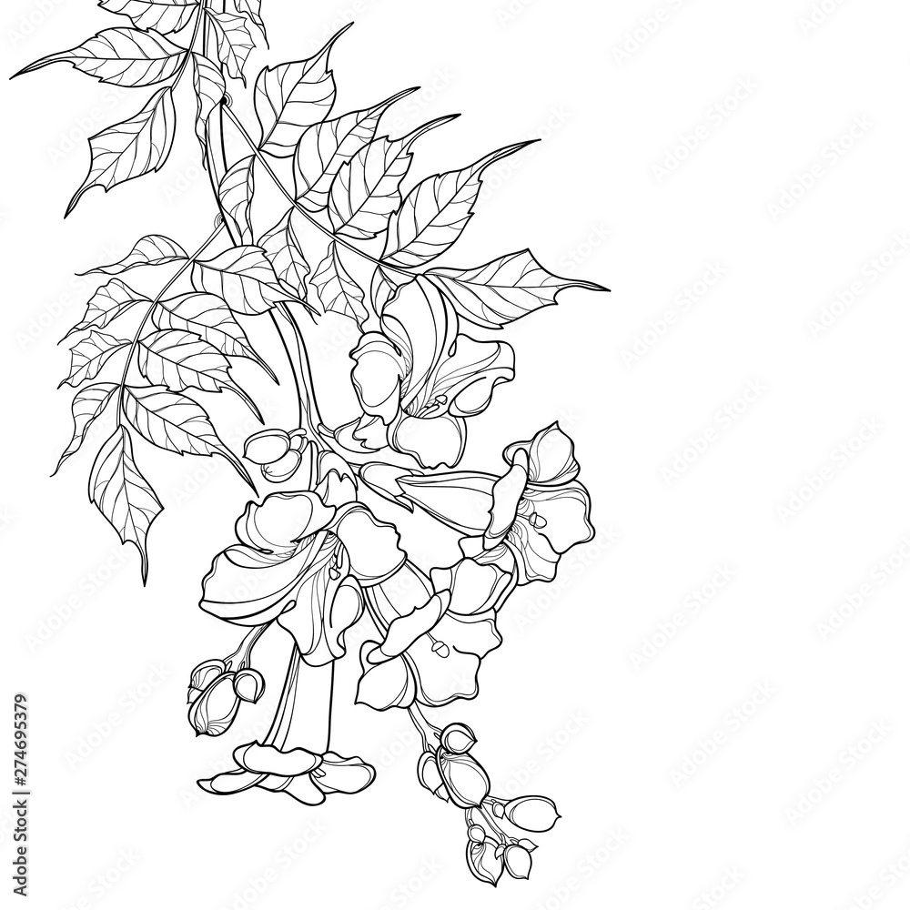 Hanging branch of outline Campsis radicans or trumpet vine flower bunch, bud and ornate leaves in black isolated on white background.
