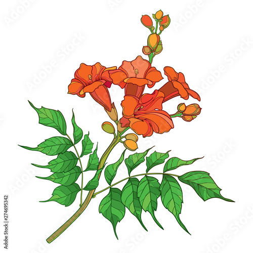 Branch with outline orange Campsis radicans or trumpet vine flower bunch, bud and ornate green leaves isolated on white background.