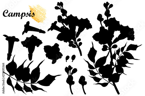 Set with silhouette of Campsis radicans or trumpet vine flower bunch, bud and leaves in black isolated on white background.
