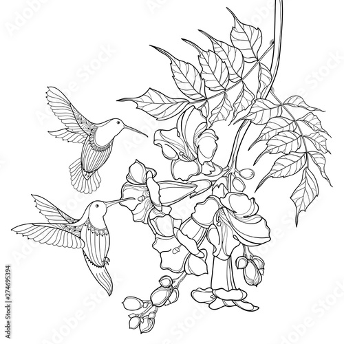Hanging branch of outline black Campsis radicans or trumpet vine flower bunch and Hummingbird isolated on white background Fotobehang