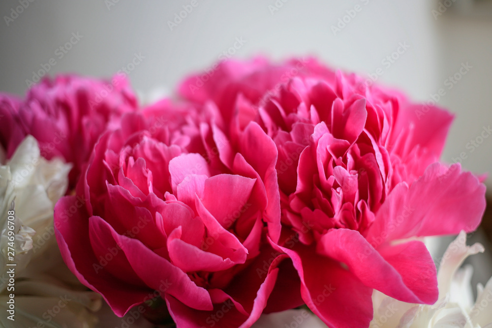 Fluffy pink magenta and white peonies flowers background