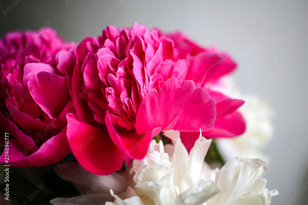 Obraz premium Fluffy pink magenta and white peonies flowers background