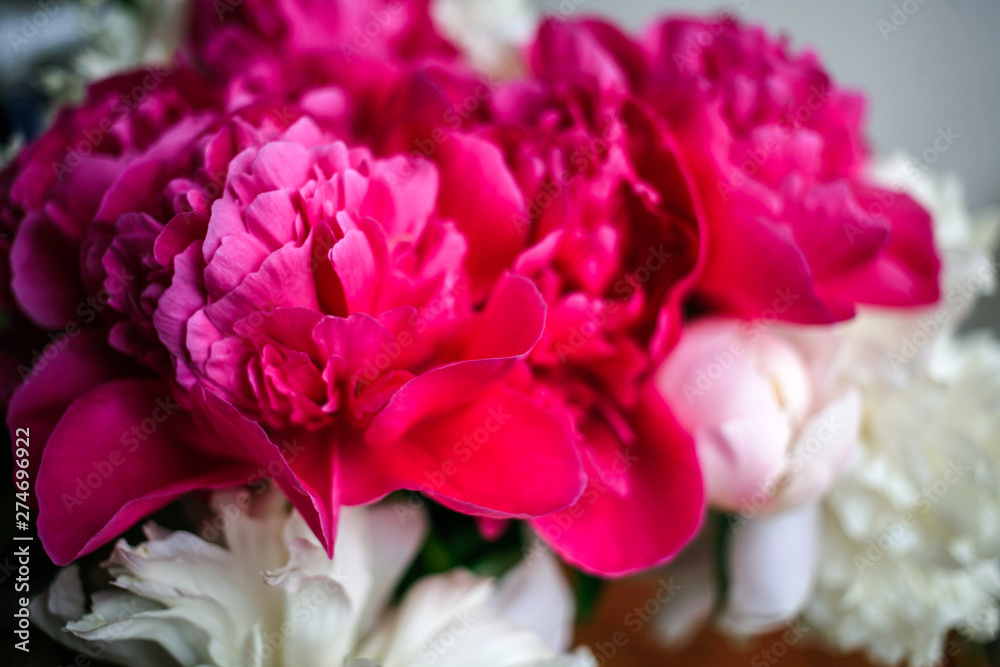 Fluffy pink magenta and white peonies flowers background Fluffy pink magenta and white peonies flowers background