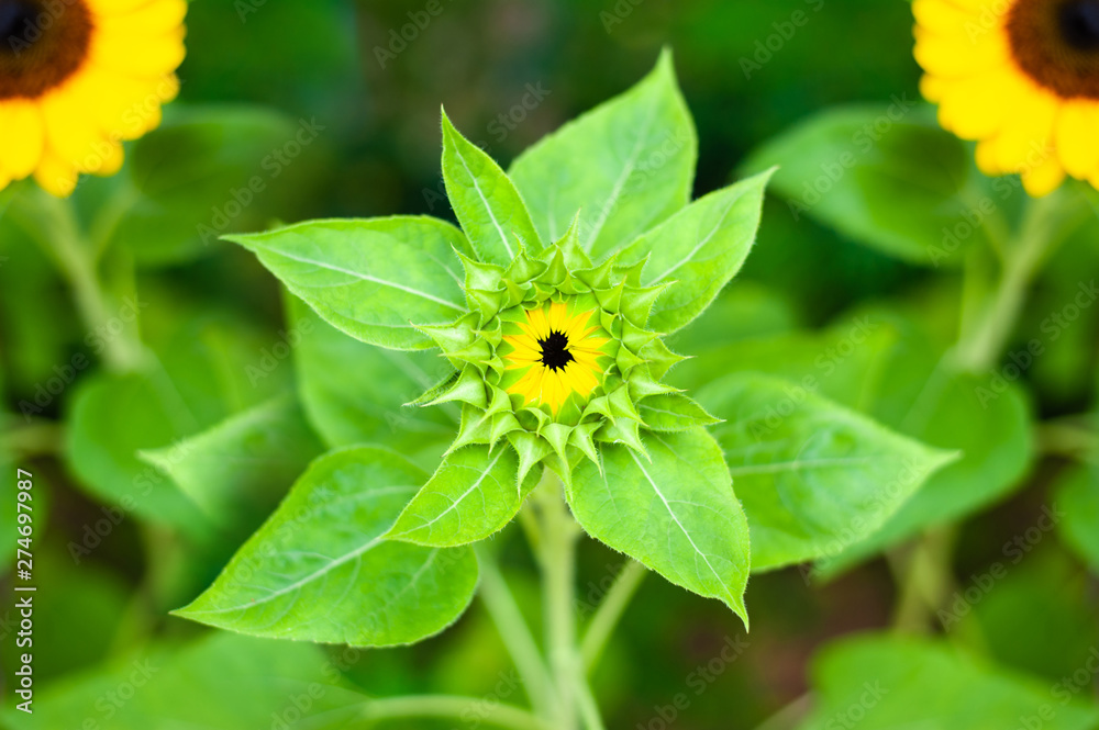 Sunflower in the natural garden Background or wallpaper. Sunflower in the natural garden Background or wallpaper.