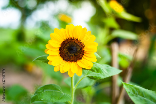 Sunflower in the natural garden Background or wallpaper.