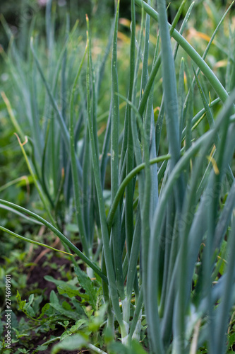 Garden beds with onions, fresh young vegetables from the garden