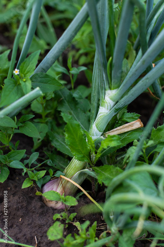 Garden beds with onions, fresh young vegetables from the garden