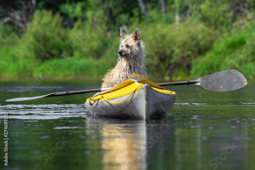 Dog sit in kayak and looks out into the distance of the river in forest