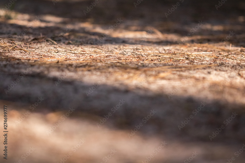close up on empty forest path ground in woods close up on empty forest path ground in woods