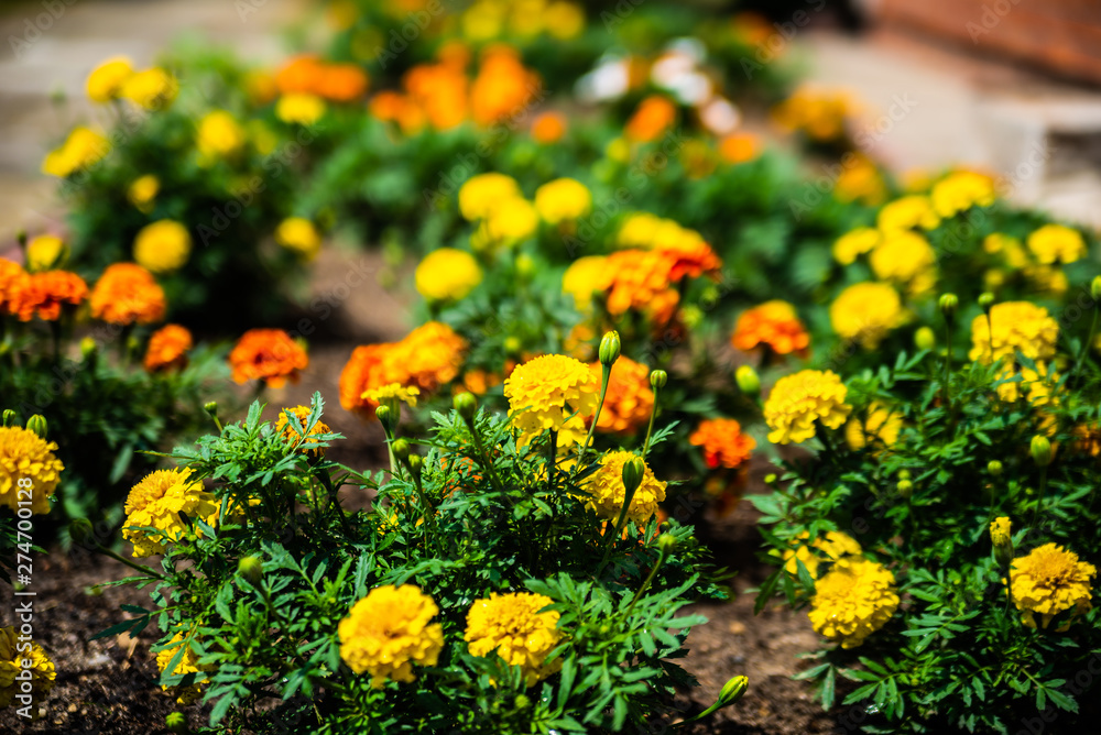 Obraz premium Multicolor- yellow orange and red marigolds floral background. Selective focus. Colorful flowers in the house garden.