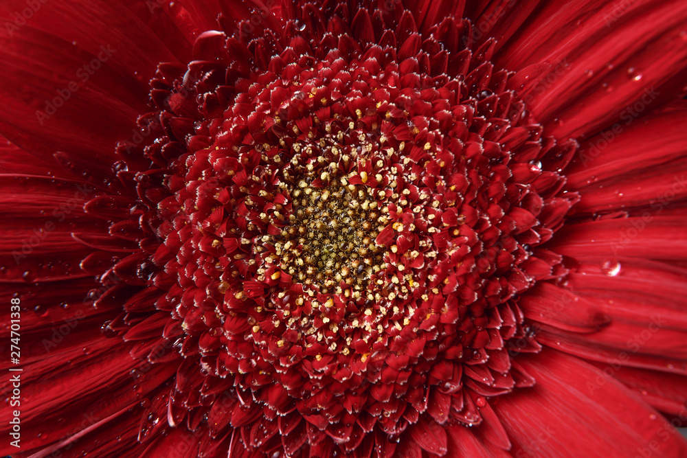 Nature background. Summer, spring concepts. Fresh red Gerber background. Macro view of abstract nature texture and background organic pattern. Copy space. Macro shot. Texture Gerber close-up Nature background. Summer, spring concepts. Fresh red Gerber background. Macro view of abstract nature texture and background organic pattern. Copy space. Macro shot. Texture Gerber close-up