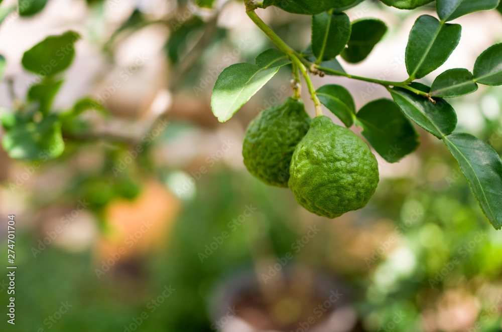 fresh bergamot on the tree and sunlight in the morning