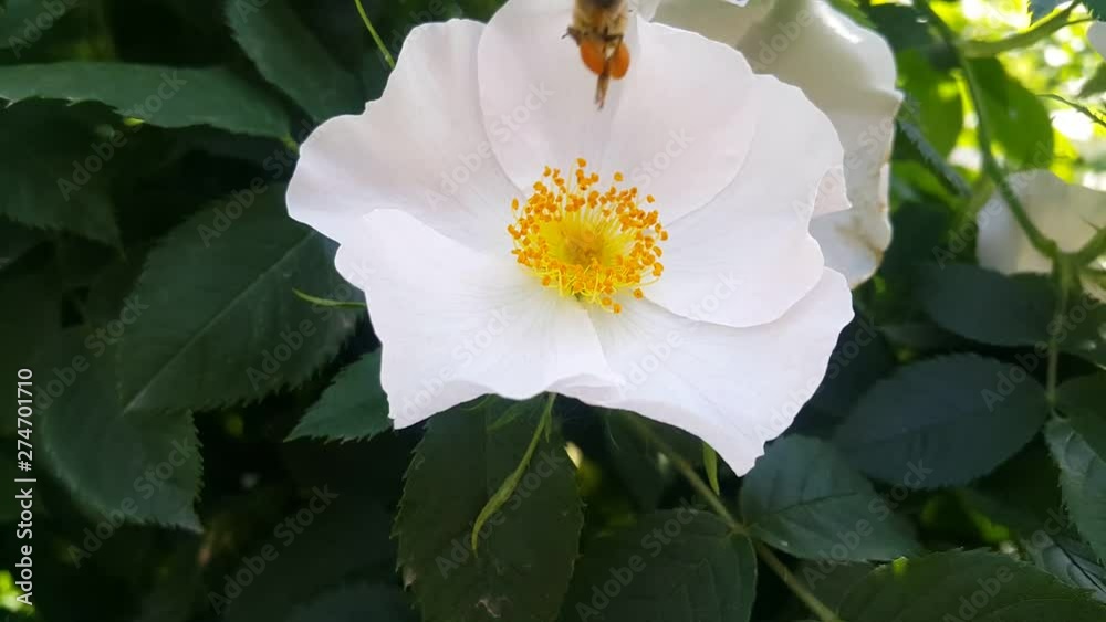 Hardworking bee collects pollen from the white dog roses flower on a Sunny summer day in the city Park Hardworking bee collects pollen from the white dog roses flower on a Sunny summer day in the city Park