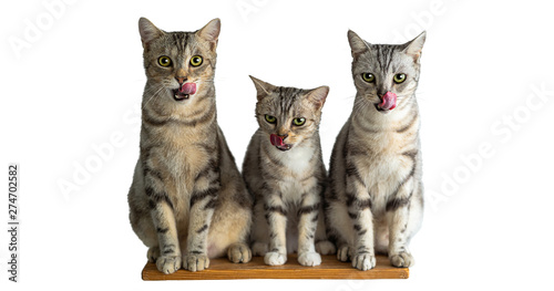 Portrait of three cute American short hair cats licking when eat Cat candy on white background, green and yellow eyes Mammal, animal Pets concept