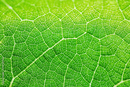 Grape leaf texture, bright green color in sunlight. Macro