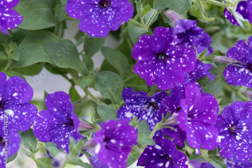 Blooming violet petunia  Calibrachoa - Night Sky