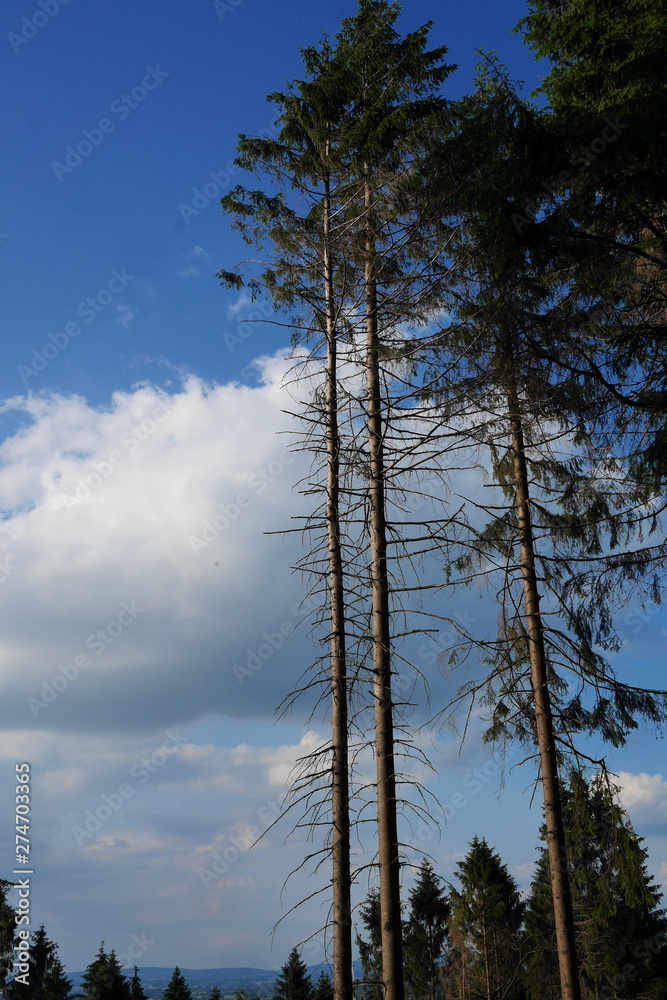 Obraz premium Hermannsweg bei Ascheloh Werther Bielefeld