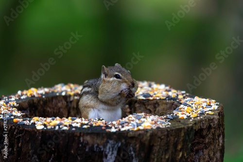 astern chipmunk (Tamias striatus) at a feeder in the forest photo