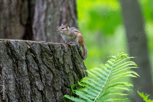 astern chipmunk (Tamias striatus) at a feeder in the forest