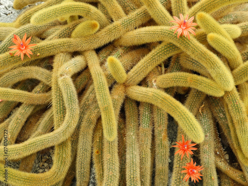 Rat Tail Cactus ( Cleistocactus Winteri) with bristly golden spines and bright orange flowers
