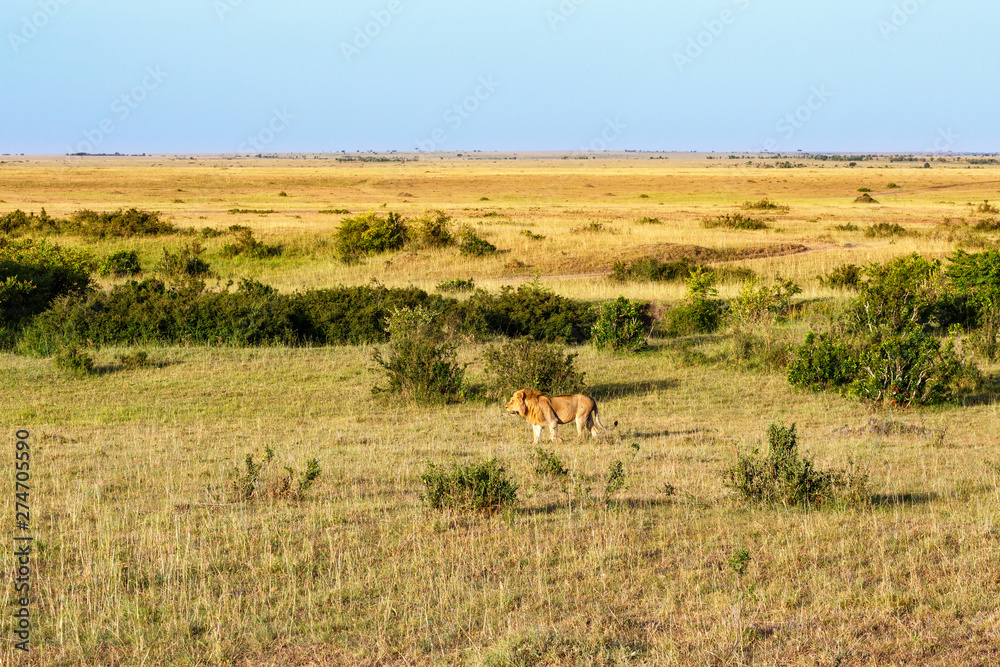View the African savannah with a male lion