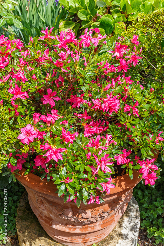 Flowerpot with red flowers blooming in a garden