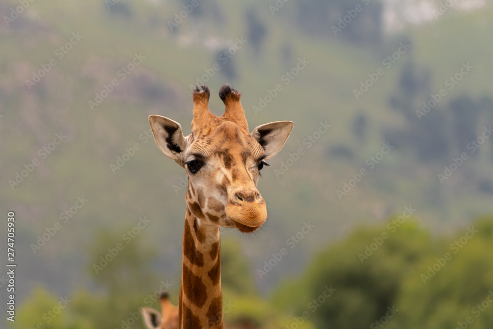 Giraffes walking in the early morning, with mountains in the background