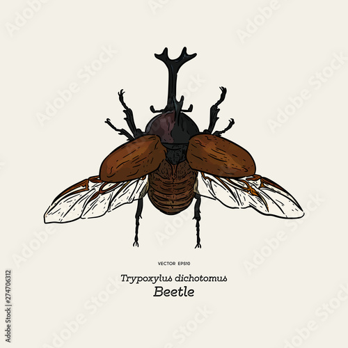 Japanese rhinoceros beetle (Trypoxylus dichotomus) , hand draw sketch vector.