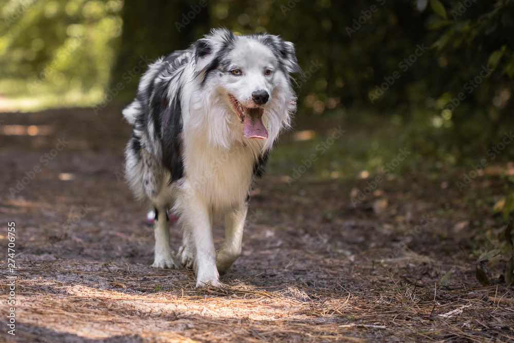 close up of beautiful and happy australian shepherd on forest pathway close up of beautiful and happy australian shepherd on forest pathway