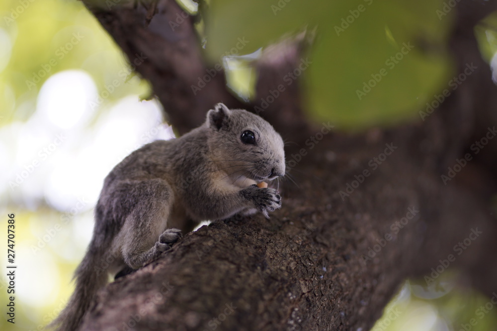 squirrel eating nut squirrel eating nut