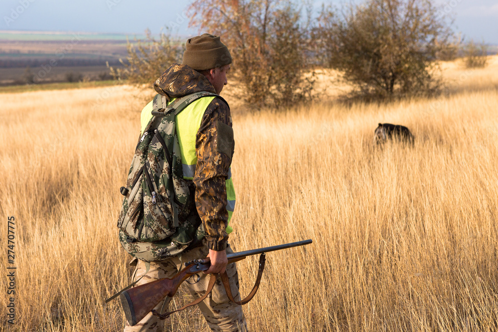 Hunter with a german drathaar and spaniel, pigeon hunting with dogs in reflective vests Hunter with a german drathaar and spaniel, pigeon hunting with dogs in reflective vests