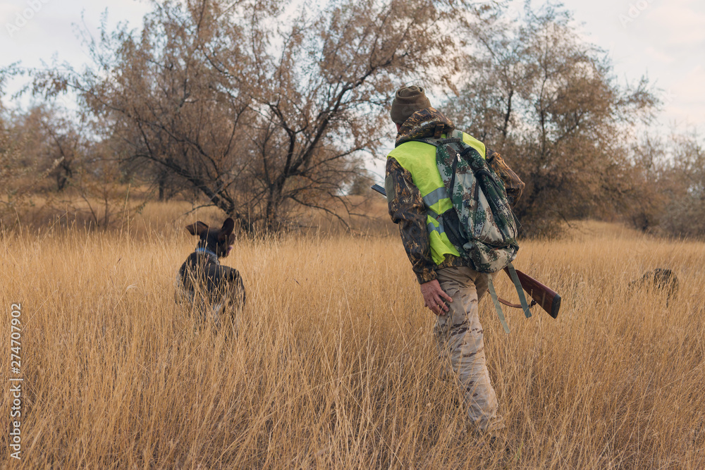 Hunter with a german drathaar and spaniel, pigeon hunting with dogs in reflective vests	