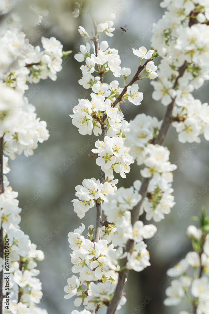 Blooming white cherry tree in spring. Sakura. Blooming white cherry tree in spring. Sakura.