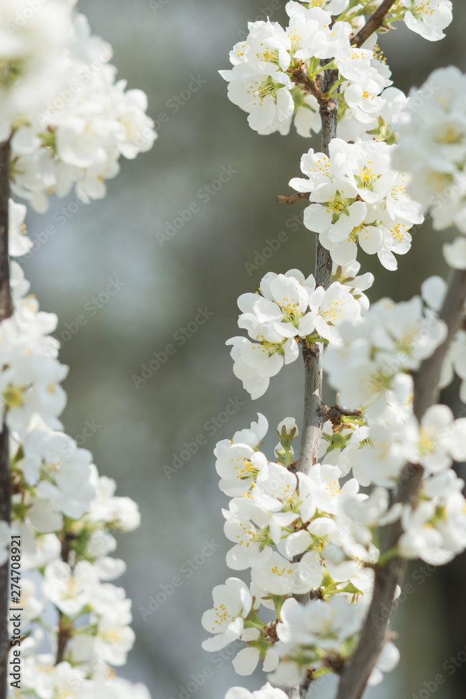 Blooming white cherry tree in spring. Sakura. Blooming white cherry tree in spring. Sakura.