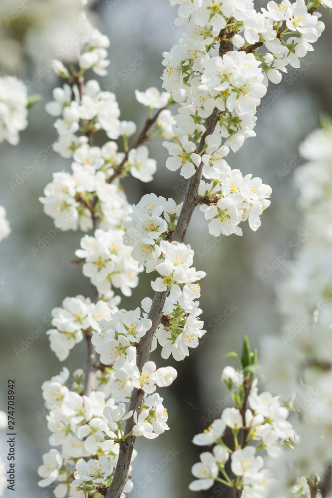 Blooming white cherry tree in spring. Sakura.